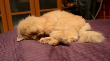Kırmızı kedi bir noktada seyir bacaklarını altında sıkışmış yalan keskin belgili tanımlık yan, sürpriz kedi, onun başına döner ve kırpmamak, sakin devlet