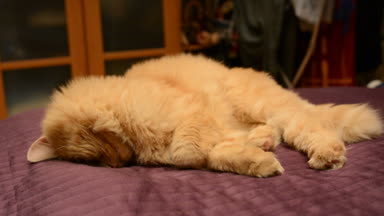 Kırmızı kedi bir noktada seyir bacaklarını altında sıkışmış yalan keskin belgili tanımlık yan, sürpriz kedi, onun başına döner ve kırpmamak, sakin devlet