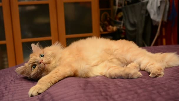 Red Cat Vira Cabeça Agudamente Para Lado Gato Surpreso Deitado — Vídeo de Stock