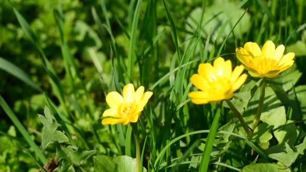 Small yellow flowers on the background of green grass — Stock Video