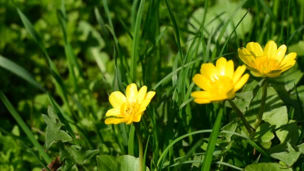 Pequeñas flores amarillas en el fondo de hierba verde — Vídeos de Stock