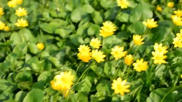 Pequenas flores amarelas no fundo da grama verde — Vídeo de Stock