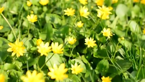 Μικρά κίτρινα άνθη σε φόντο πράσινο γρασίδι — Αρχείο Βίντεο