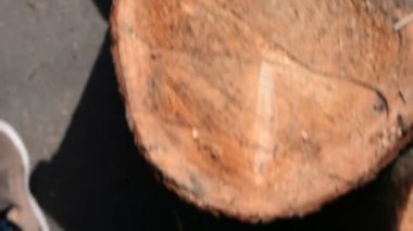 Yeni kesilen ağaç güdük kapatın. Ormandaki yere kesilen ağaçlardan büyük günlükleri yalan. Ağaçlar yere katlanmış. Ormansızlaşma sorunu.