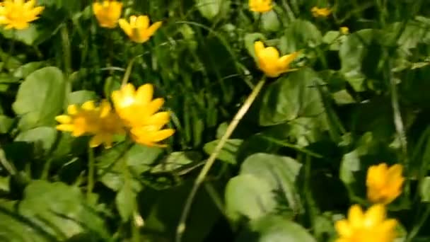 Μικρά κίτρινα άνθη σε φόντο πράσινο γρασίδι — Αρχείο Βίντεο