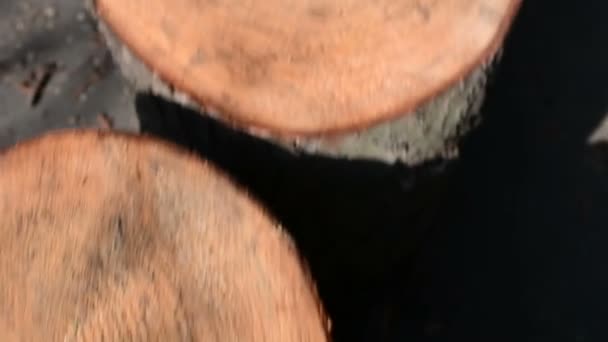 Stump from newly felled tree close up.Huge logs from felled trees lie in forest on the ground. Folded trees on the ground. The problem of deforestation. — Stock Video