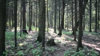 Korkunç şekiller, karanlık yaz orman yürüyüş. Orman geçmiş yürüyüş