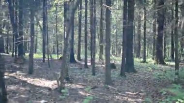 Korkunç şekiller, karanlık yaz orman yürüyüş. Orman geçmiş yürüyüş