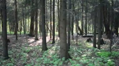 Korkunç şekiller, karanlık yaz orman yürüyüş. Orman geçmiş yürüyüş