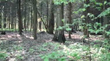 Korkunç şekiller, karanlık yaz orman yürüyüş. Orman geçmiş yürüyüş