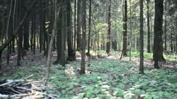 Går forbi de dystre formene, mørk sommerskog. Går forbi skogen – stockvideo