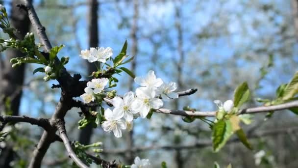 부드러운 바람을 타고 봄에 피는 사과나무의 꽃이 핀다. 꽃피는 사과는 아름다운 흰 꽃과 함께 피고 있다. 봄철 햇살이 내리 쬐는 정원에 피어 있는 사과나무 가지. — 비디오