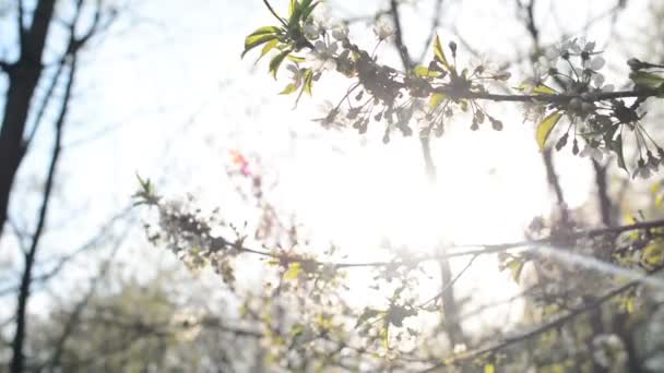 En blommande gren av äppelträd på våren med lätt vind. Blommande äpple med vackra vita blommor. Filialer av äppelträd i blom på våren i solsken trädgård. — Stockvideo