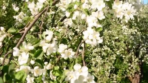 Blommande äppelträd. Små vita blommor — Stockvideo