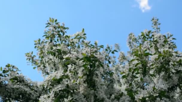 Manzano floreciente. Flores blancas pequeñas — Vídeo de stock