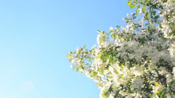 Blooming Apple tree. Small white flowers — Stock Video