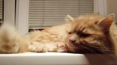 Gözlerini zevkle kapayan mutlu bir hayvanın yakın çekimi. Erkek elleri kırmızı bir kediyi okşuyor..