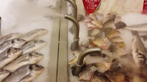 新鲜的鱼在超级市场柜台上冷却 食物市场柜台上的新鲜生鱼片 — 图库视频影像