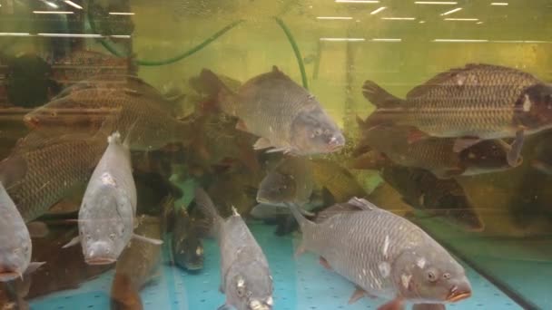 Poisson dans l'aquarium au comptoir du supermarché .