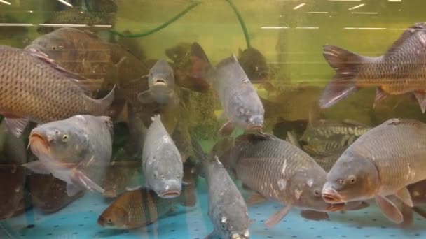 Vissen Het Aquarium Bij Supermarkt — Stockvideo