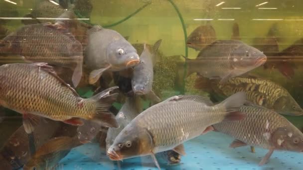 Vissen Het Aquarium Bij Supermarkt — Stockvideo