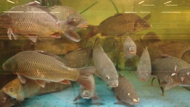 Poisson dans l'aquarium au comptoir du supermarché .