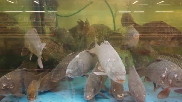 Poisson dans l'aquarium au comptoir du supermarché .