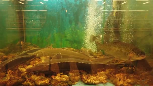 Vissen Het Aquarium Bij Supermarkt — Stockvideo