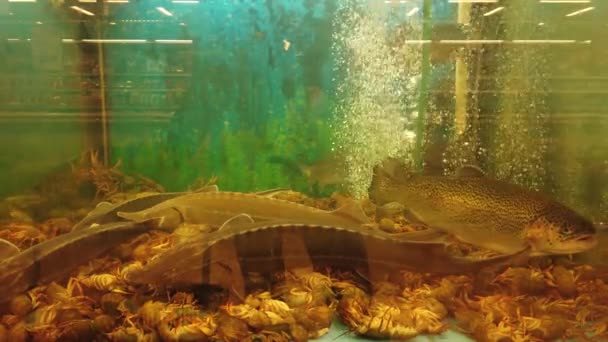 Fish in the aquarium at the supermarket counter. — Stock Footage Fish Aquarium Supermarket Counter Video Clip