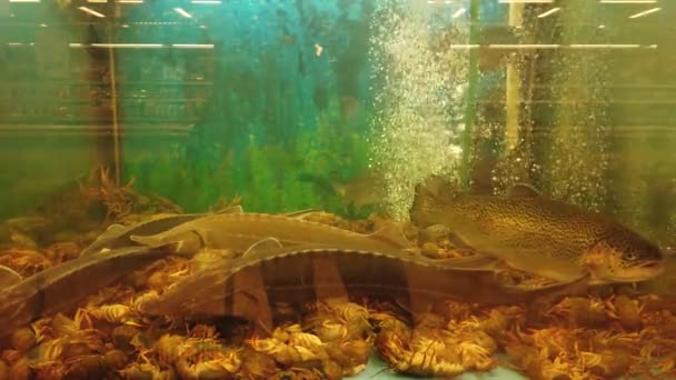 Fische Aquarium Der Supermarkttheke — Stockvideo