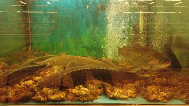 Fish in the aquarium at the supermarket counter. — Stock Footage Fish Aquarium Supermarket Counter Stock Video