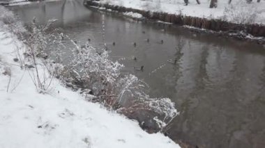 Ördekler kışın gölette güvercinlerin yanında yüzerler. Park taze beyaz kar yağdı..