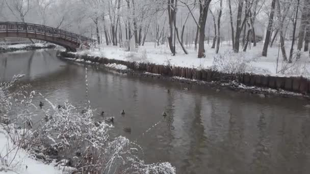 冬天鸭子在池塘里游泳 旁边是走着的鸽子 公园里下着新鲜的白雪 — 图库视频影像