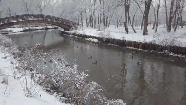 アヒルの冬には池では ハトの散歩の横に泳ぐ 公園は新雪になった — ストック動画