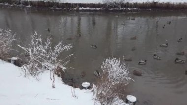 Ördekler kışın gölette güvercinlerin yanında yüzerler. Park taze beyaz kar yağdı..