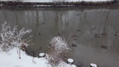 Ördekler kışın gölette güvercinlerin yanında yüzerler. Park taze beyaz kar yağdı..