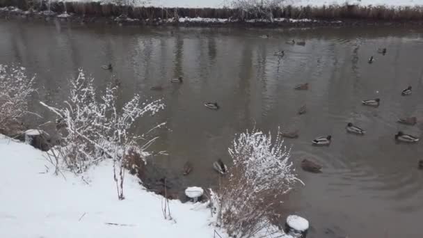 Kacsák Télen Úsznak Tóban Sétáló Galambok Mellett Park Friss Hófehér — Stock videók