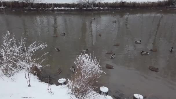 Утки Зимой Плавают Пруду Рядом Голубями Парк Выпал Свежим Белым — стоковое видео