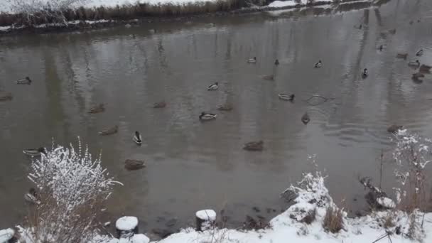 冬天鸭子在池塘里游泳 旁边是走着的鸽子 公园里下着新鲜的白雪 — 图库视频影像