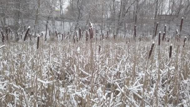 Rieten Vijver Het Winterseizoen — Stockvideo