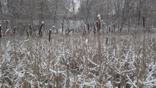 Reeds Lagoa Temporada Inverno — Vídeo de Stock