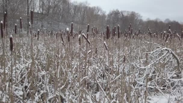 Reeds Lagoa Temporada Inverno — Vídeo de Stock