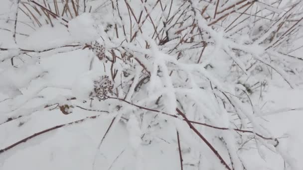 Dia Inverno Galhos Árvore Caiu Neve Branca Fresca — Vídeo de Stock