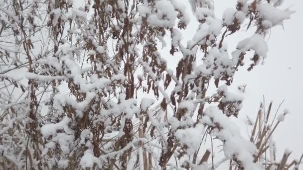 Dia Inverno Galhos Árvore Caiu Neve Branca Fresca — Vídeo de Stock