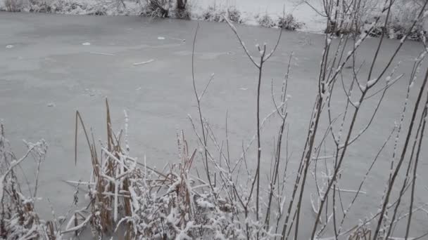 Dia Inverno Galhos Árvore Caiu Neve Branca Fresca — Vídeo de Stock