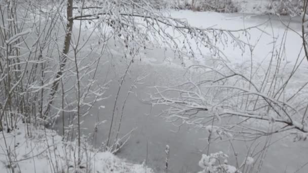 Zimowy Dzień Gałęziach Drzew Spadł Świeży Biały Śnieg — Wideo stockowe