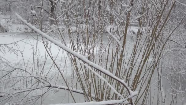 冬の日 木の枝に新雪が降り — ストック動画