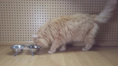 Kızıl saçlı kedi evde bir kase kuru yiyecekten yiyor.