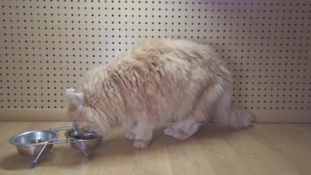 家で乾燥食品のボウルから赤い毛の猫を食べる — ストック動画