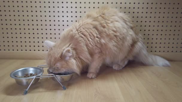家で乾燥食品のボウルから赤い毛の猫を食べる — ストック動画